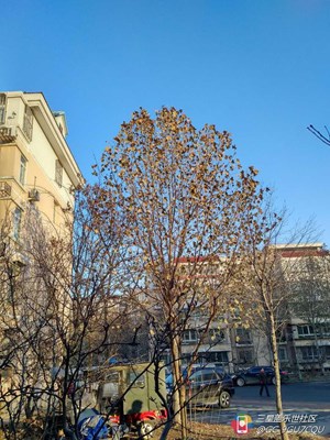 【隆冬百態(tài)】+北京+金子般珍貴的藍(lán)天??！