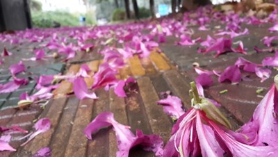 【隆冬百態(tài)】+東莞+園龍山公園雨后的花