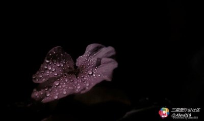 陌上花開，可緩緩歸矣？