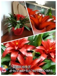 【濃烈的桑巴風情】S6 edge+ 出色的白平衡