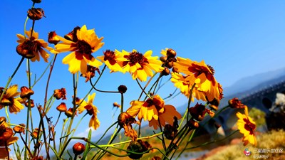 【隆冬百態(tài)】+西昌+邛海濕地公園隨