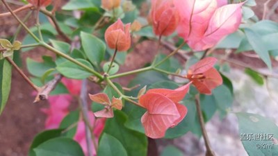 辰山植物園