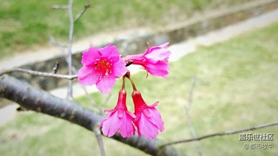 櫻花