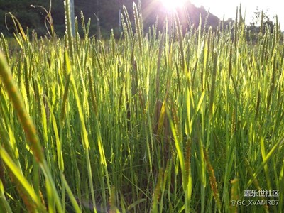 【冬日里的暖意】+肇慶+田間小草