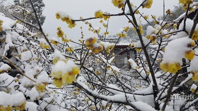 梅嶺賞雪