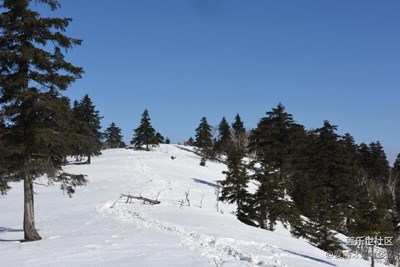 雪天松林