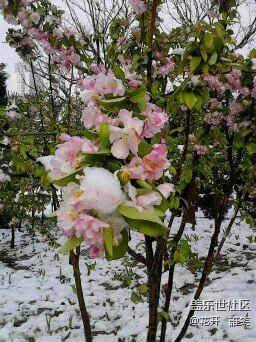 花開富貴