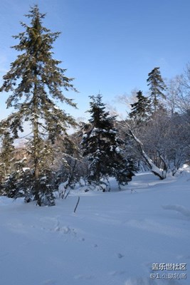 大雪壓青松 青松挺且直
