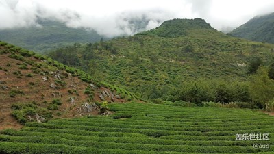 S6 EDGE 茶山記憶