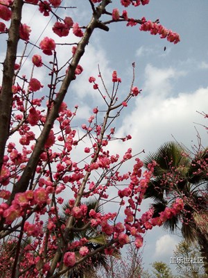 春暖花開(kāi)的日子