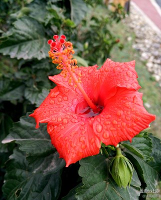 手機攝影---------小清新（微距幾張）