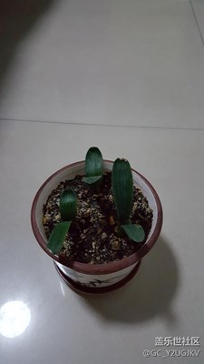 君子蘭成長分享