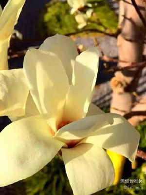 【木蘭花】美麗木蘭花