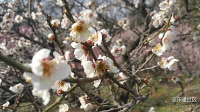 發(fā)現(xiàn)生活之美-南京梅花山