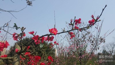 春意盎然