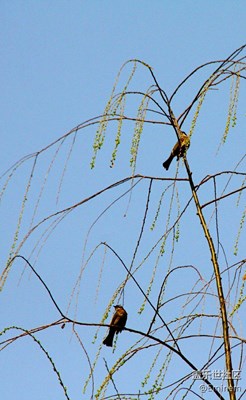 【乍暖還寒時(shí)】你好三月。