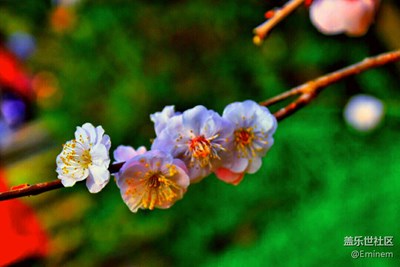 【登園賞花】初春百花齊放，萬(wàn)物復(fù)蘇。