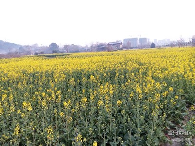 春到田間地頭黃 陽春三月菜花香