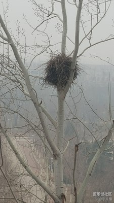 “春已至，鵲未歸”