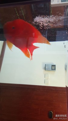 有魚(yú)??在室