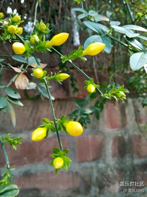 報(bào)春花開(kāi)春來(lái)到