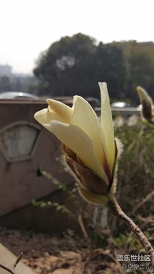玉蘭