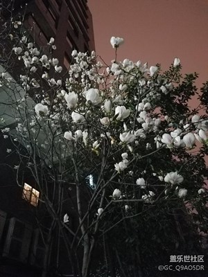s7edge夜景玉蘭花