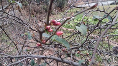 星星點(diǎn)點(diǎn)