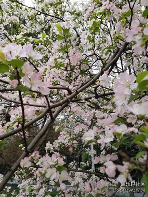 春天來拍拍花吧。