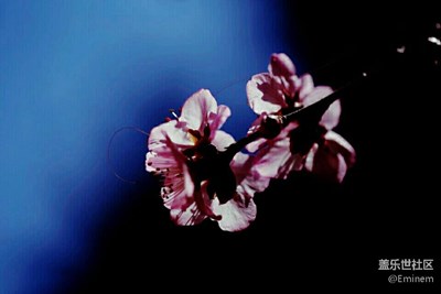 【花雖美，卻短暫】