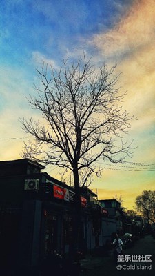 胡同里的樹(shù)