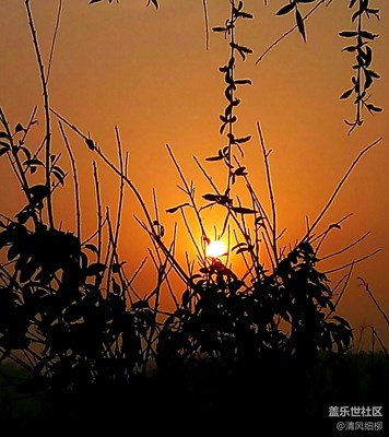 我用垂柳釣太陽