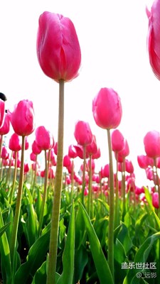 都在鬧S7，我偏S6+春之聲。。