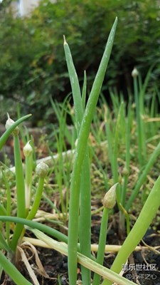 春天里，我聞到了新鮮的韭菜氣息～