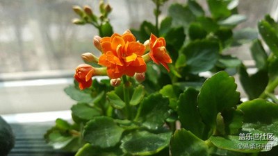 長(zhǎng)壽花note5