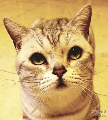 我的模特叫萌萌