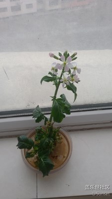 蘿卜花~