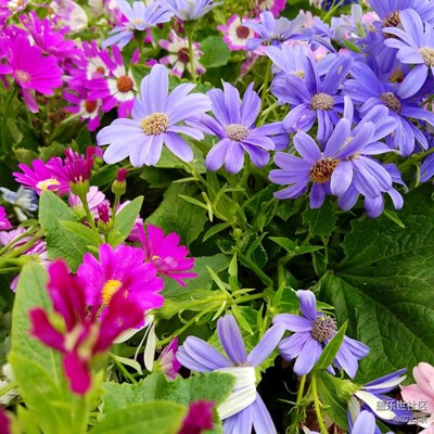 據(jù)說手機(jī)也能拍大片