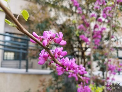 小區(qū)春景一張