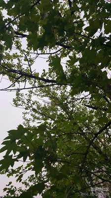 照片