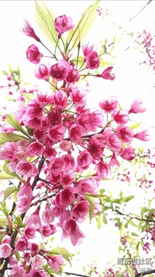 懶無氣力仍春醉，睡起精神欲曉妝。。