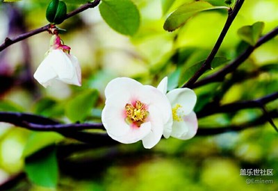 【萬(wàn)紫千紅總是春】分享近期一些美照