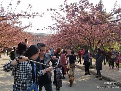 科大的櫻花開(kāi)了