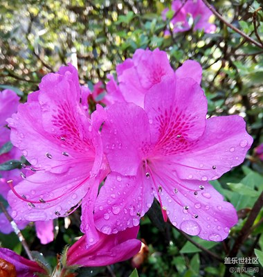 陽(yáng)光雨露紅杜鵑
