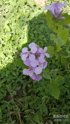 路邊野花不要踩