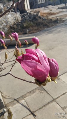 【2013-03-30】綻放??