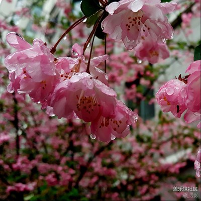 不羨慕，不跟隨，繼續(xù)我的S6+感時花濺淚。。