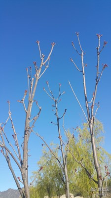 【2016-04-03】香椿樹??