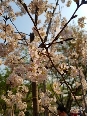 我和我的s7 edge在玉淵潭