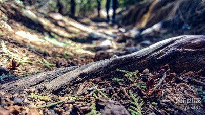 一念花開，一念花落